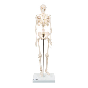 Esqueleto Humano a 18 Mini
